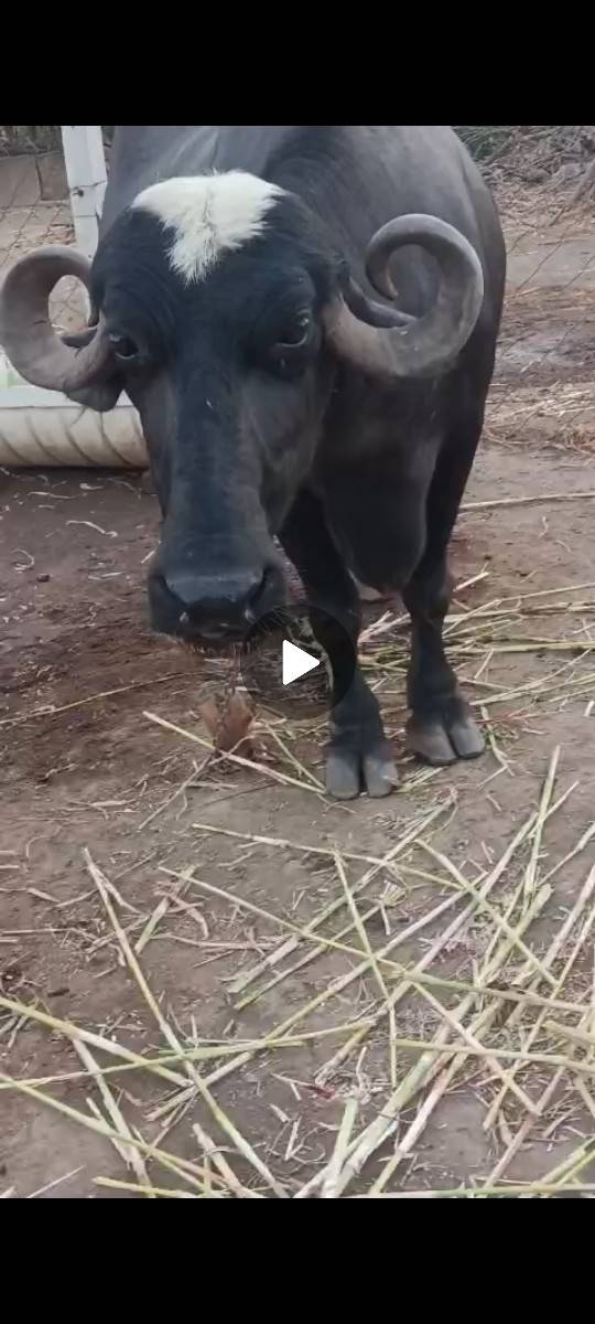 જાફરાબાદી ખડાય છે