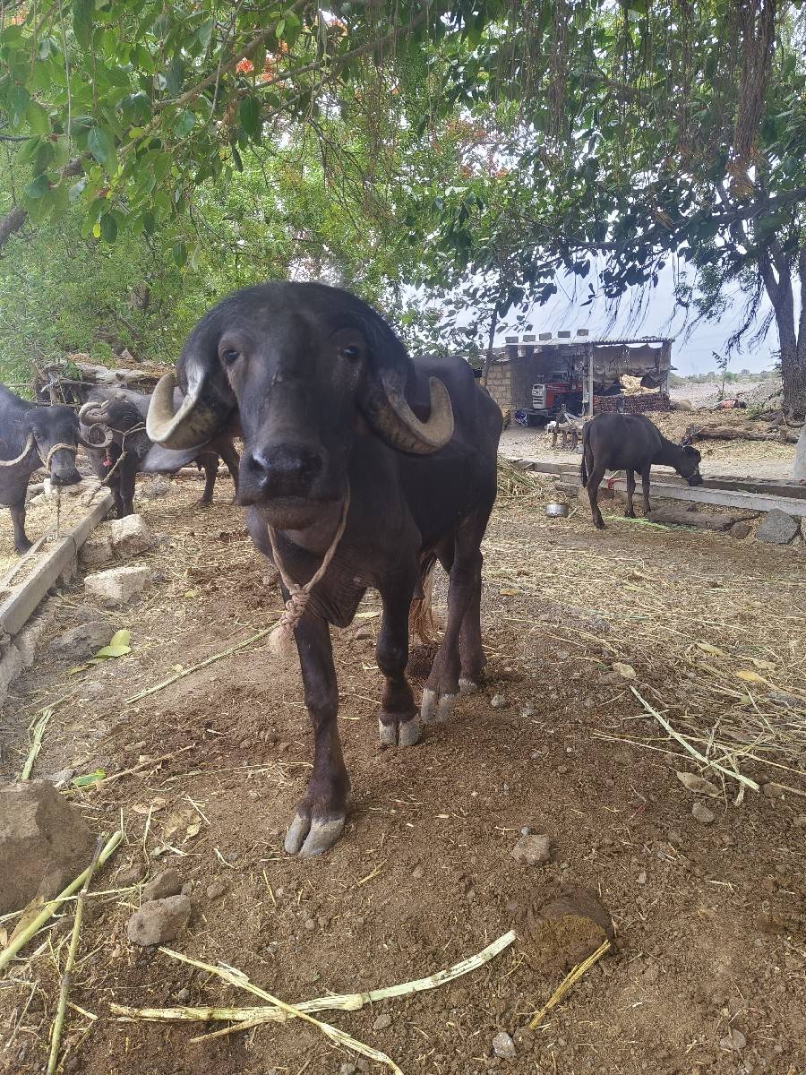 પાડો વેચવાનો છે ભાઈ