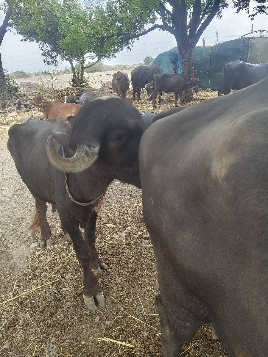 પાડો વેચવાનો છે ભાઈ