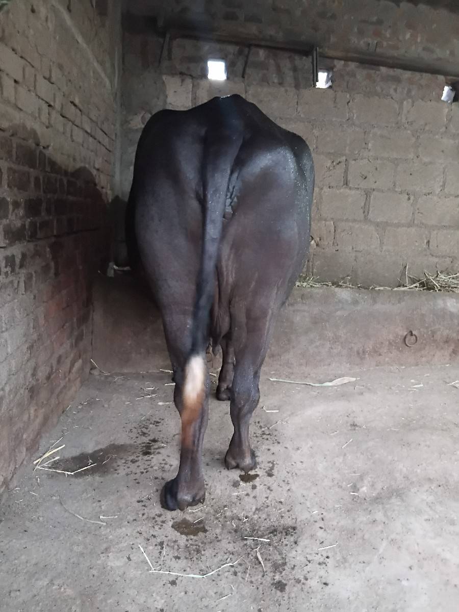 ખળેલી વેચવાની છે