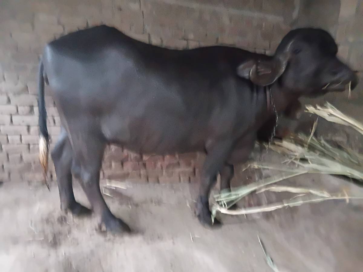 ખળેલી વેચવાની છે