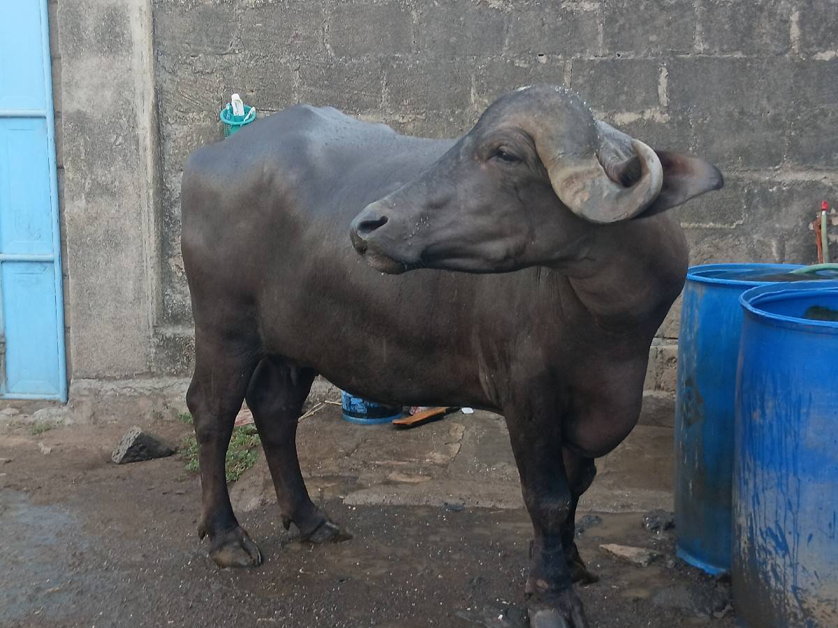 ખળેલી વેચવાની છે