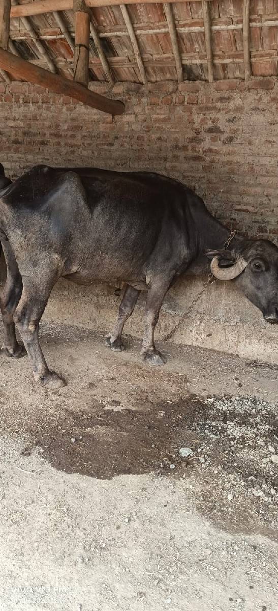 વેચવાની છે
