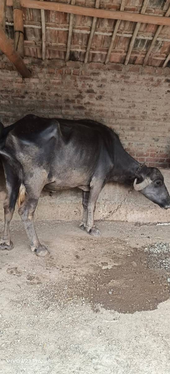 વેચવાની છે