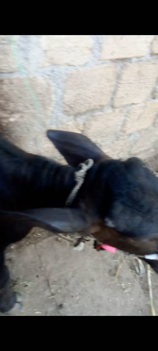 ભેંસ વેચવાની છે