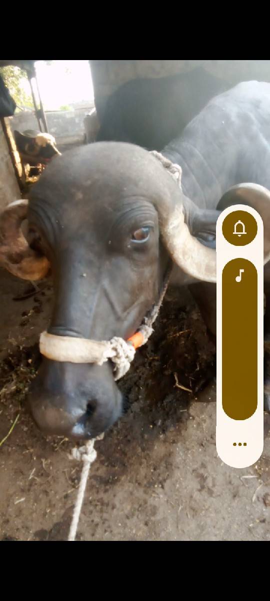 ભેંસ વેચવાની છે