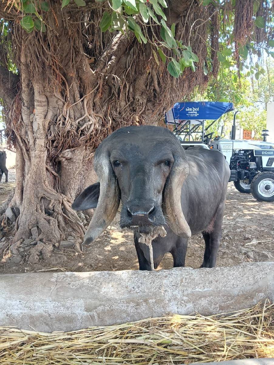 ખિરી ખડેલિ