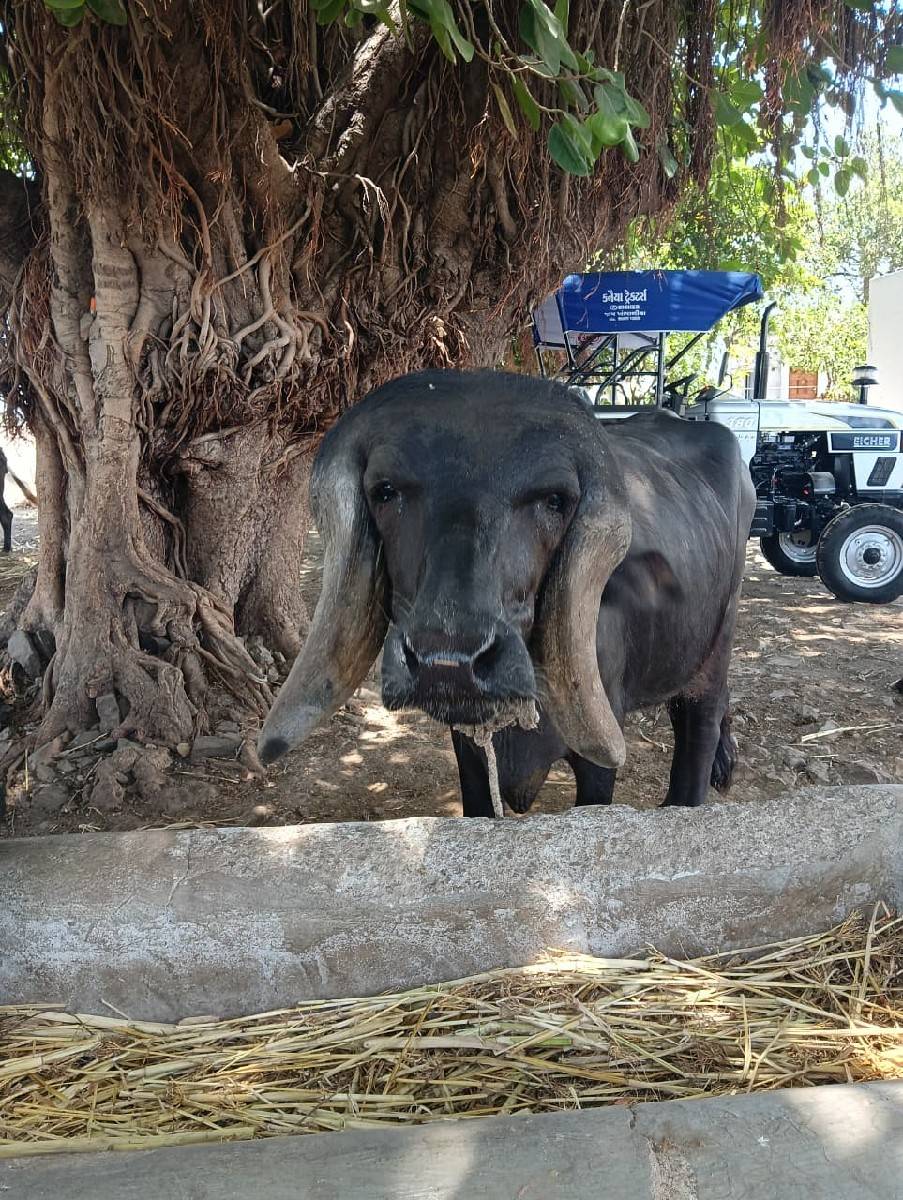 ખિરી ખડેલિ