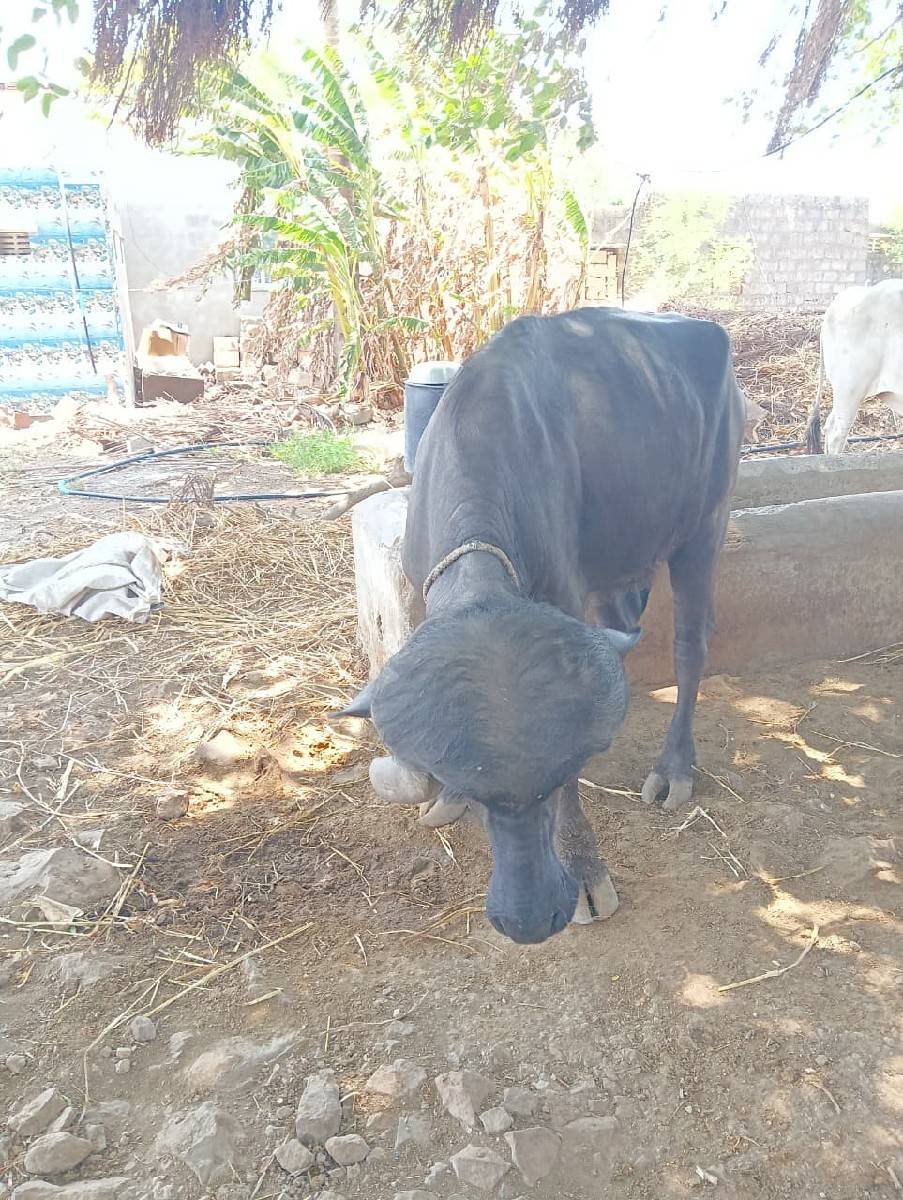 ખિરી ખડેલિ
