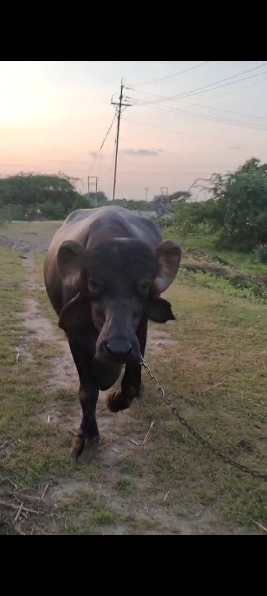 એક ભેંસ વેચવાની છે