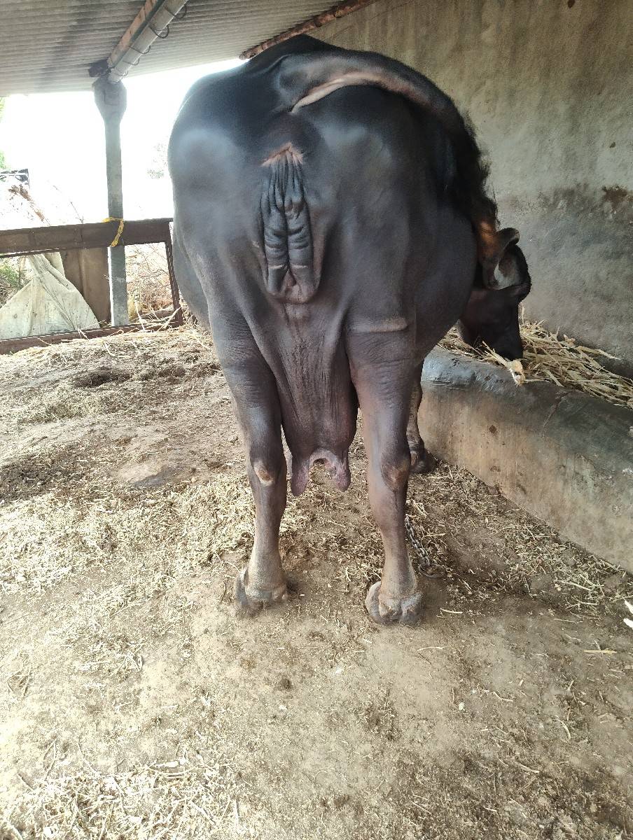 એક ભેંસ વેચવાની છે