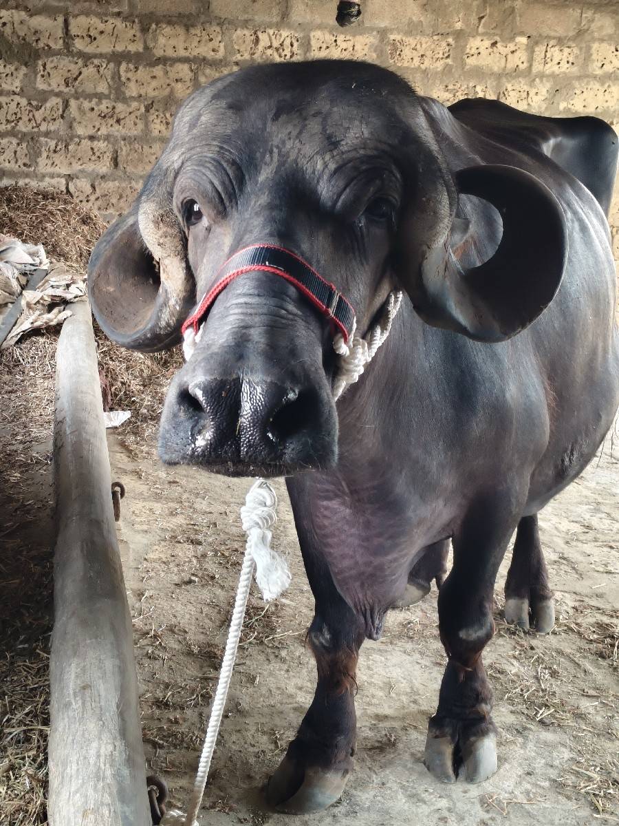 ભેંસ