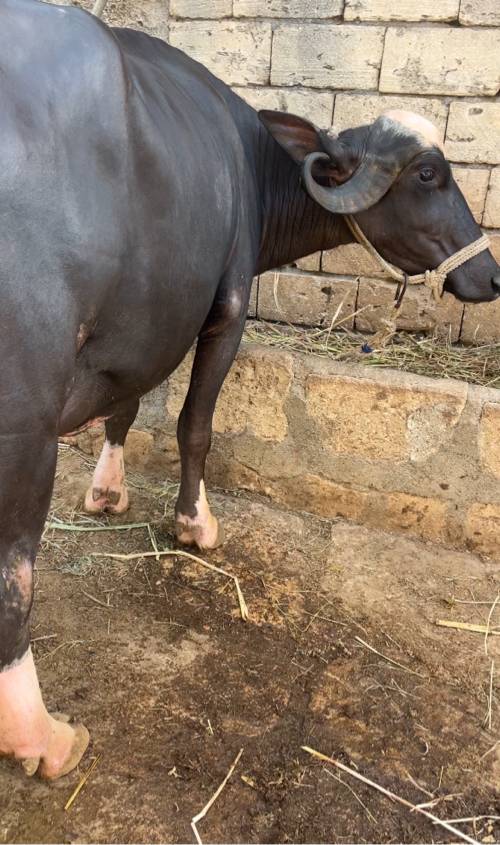 કાલે વિયાની…
પેલું વેતર