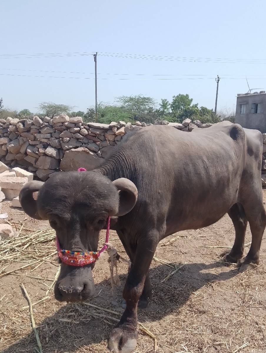 ખાલી. ખંખેરી. છે