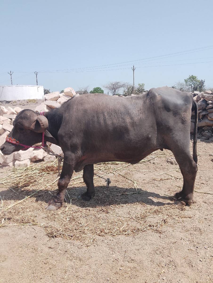 ખાલી. ખંખેરી. છે