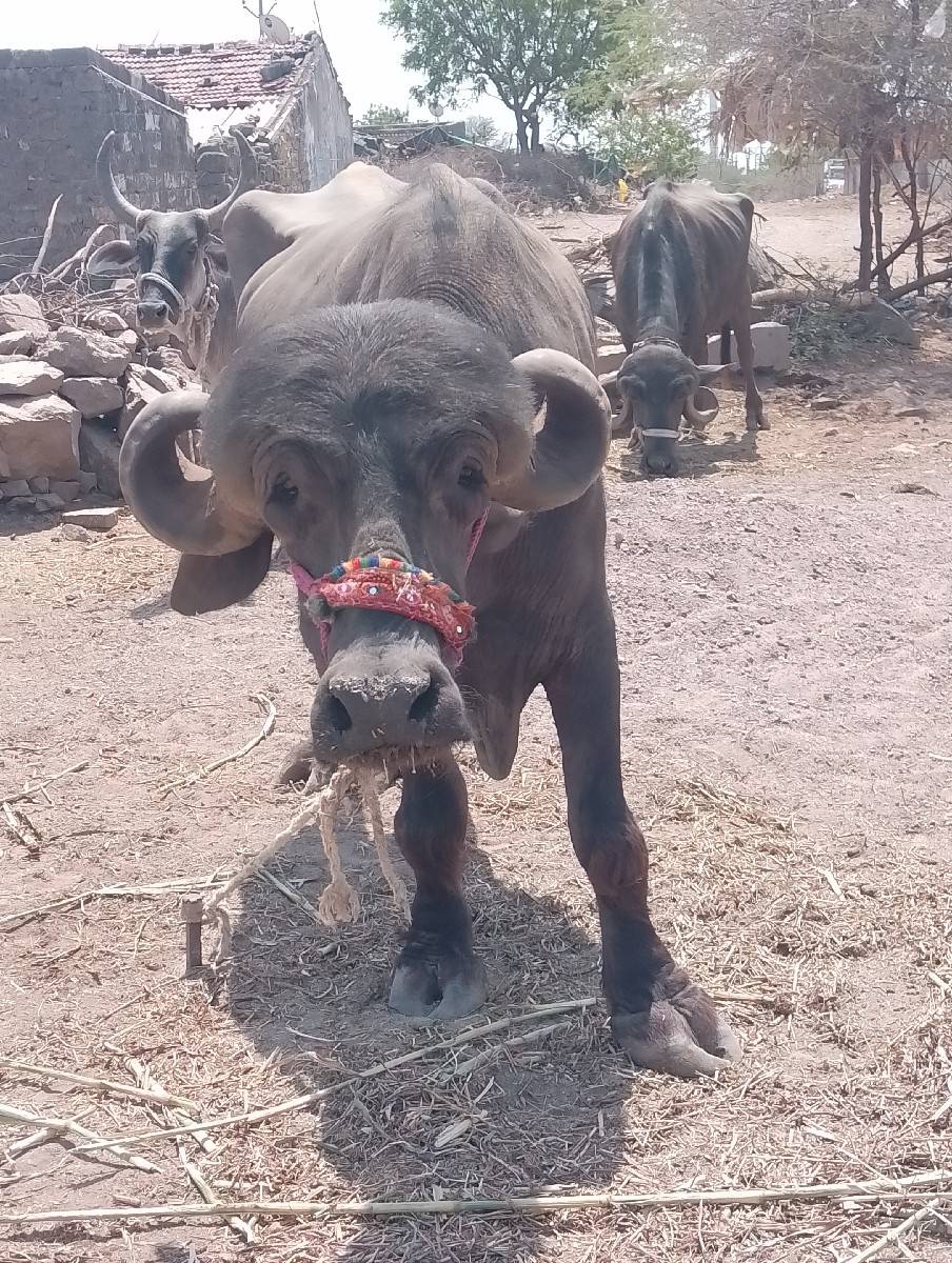 ખાલી. ખંખેરી. છે