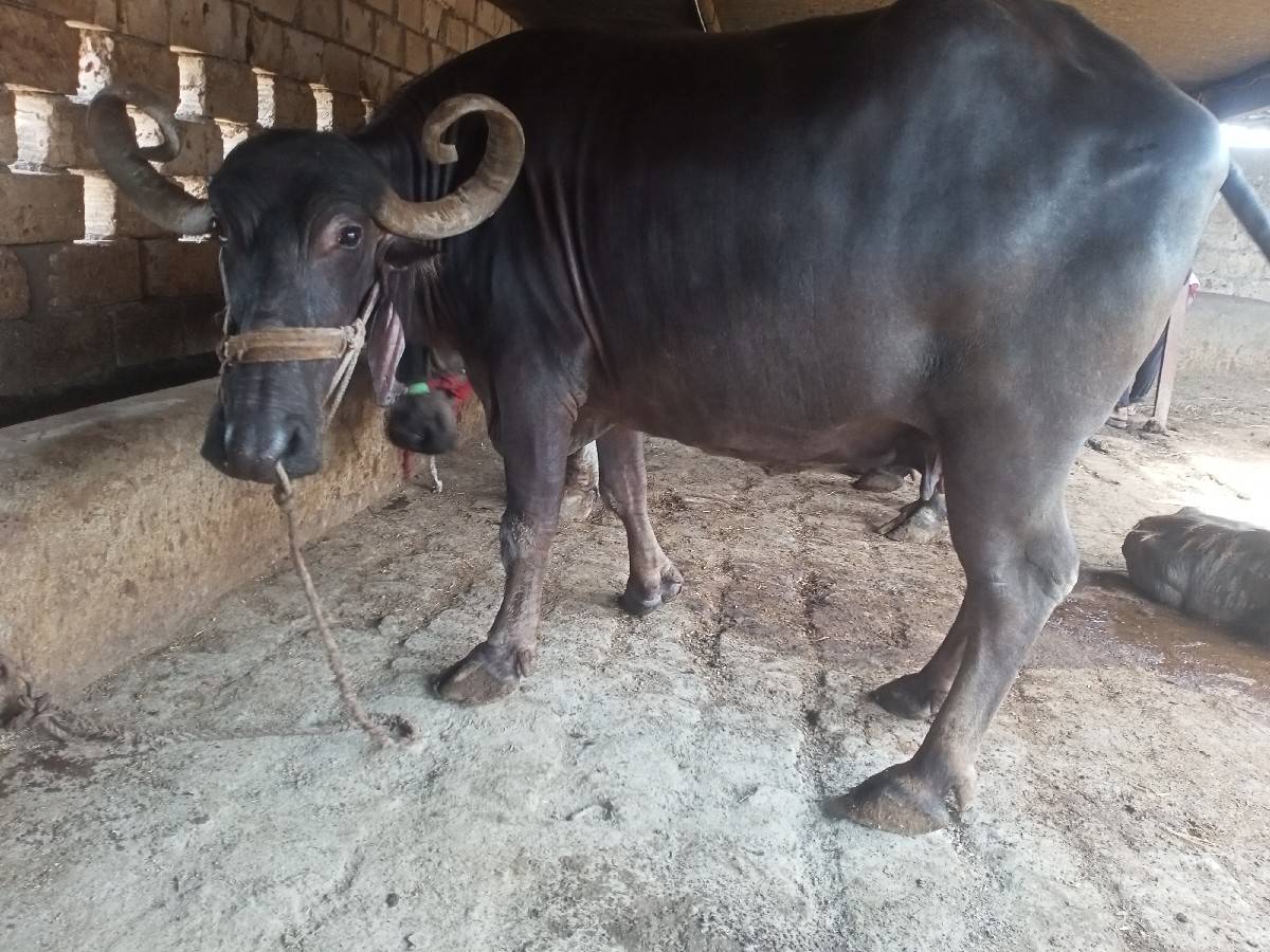 જય માતાજી