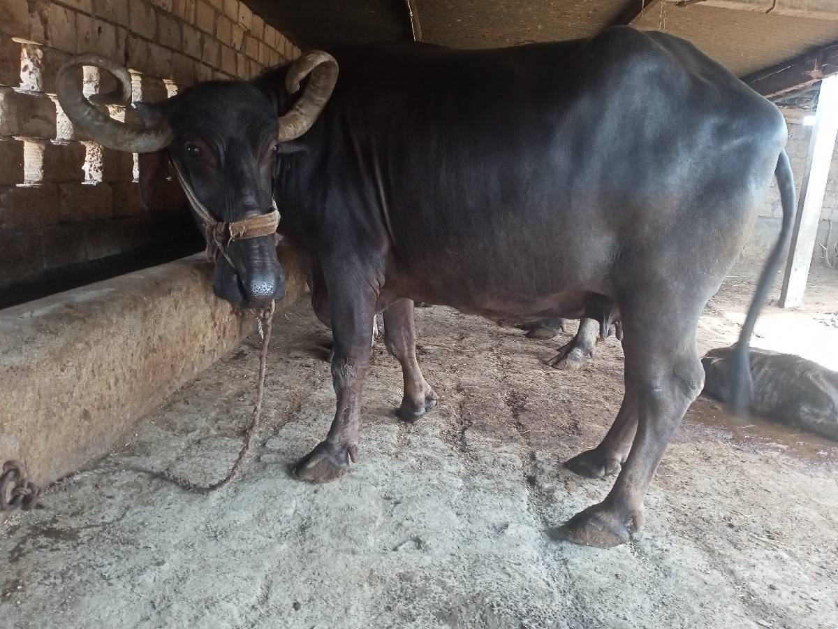 જય માતાજી