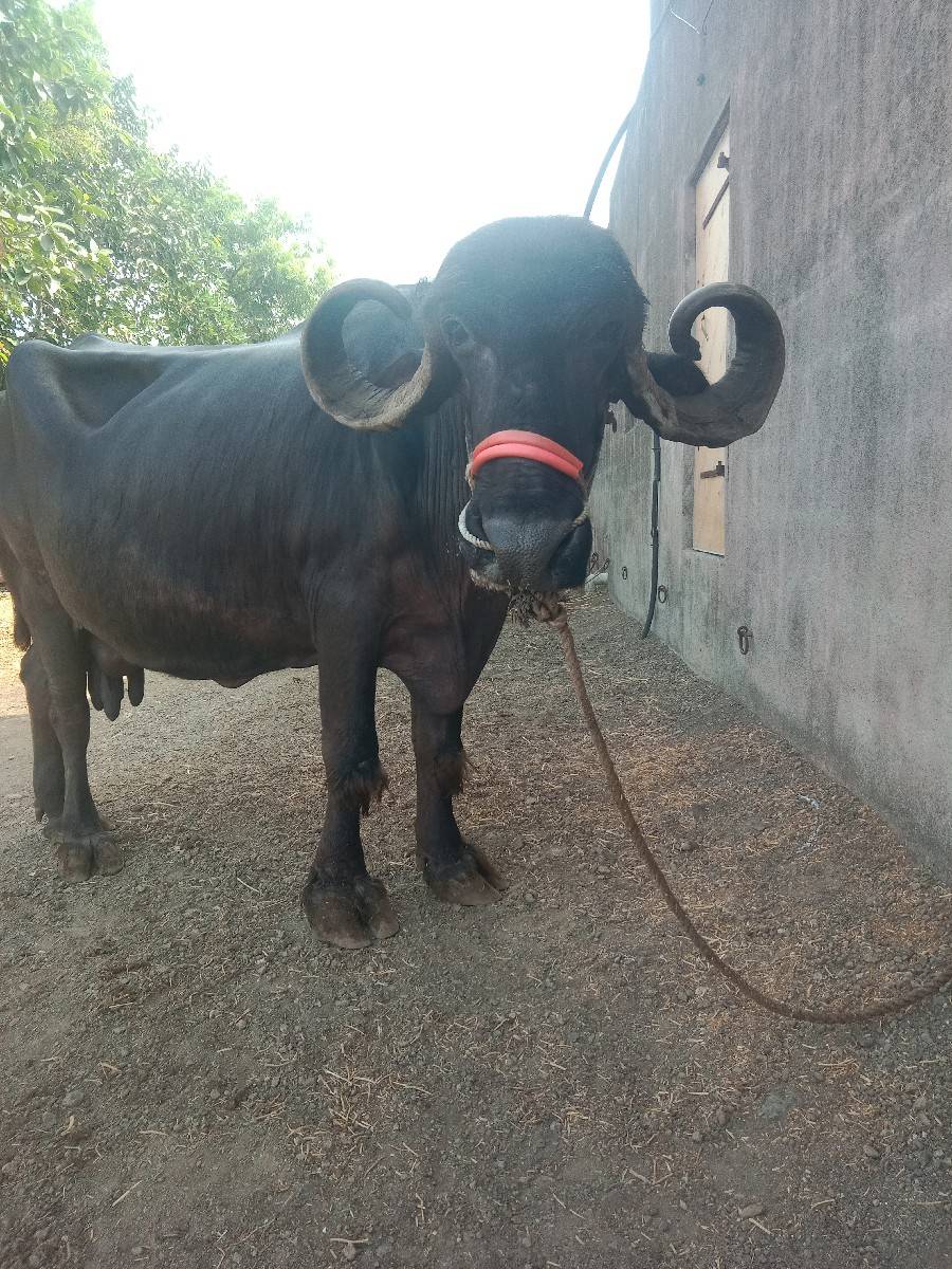ભેંસ વેચવાની છે