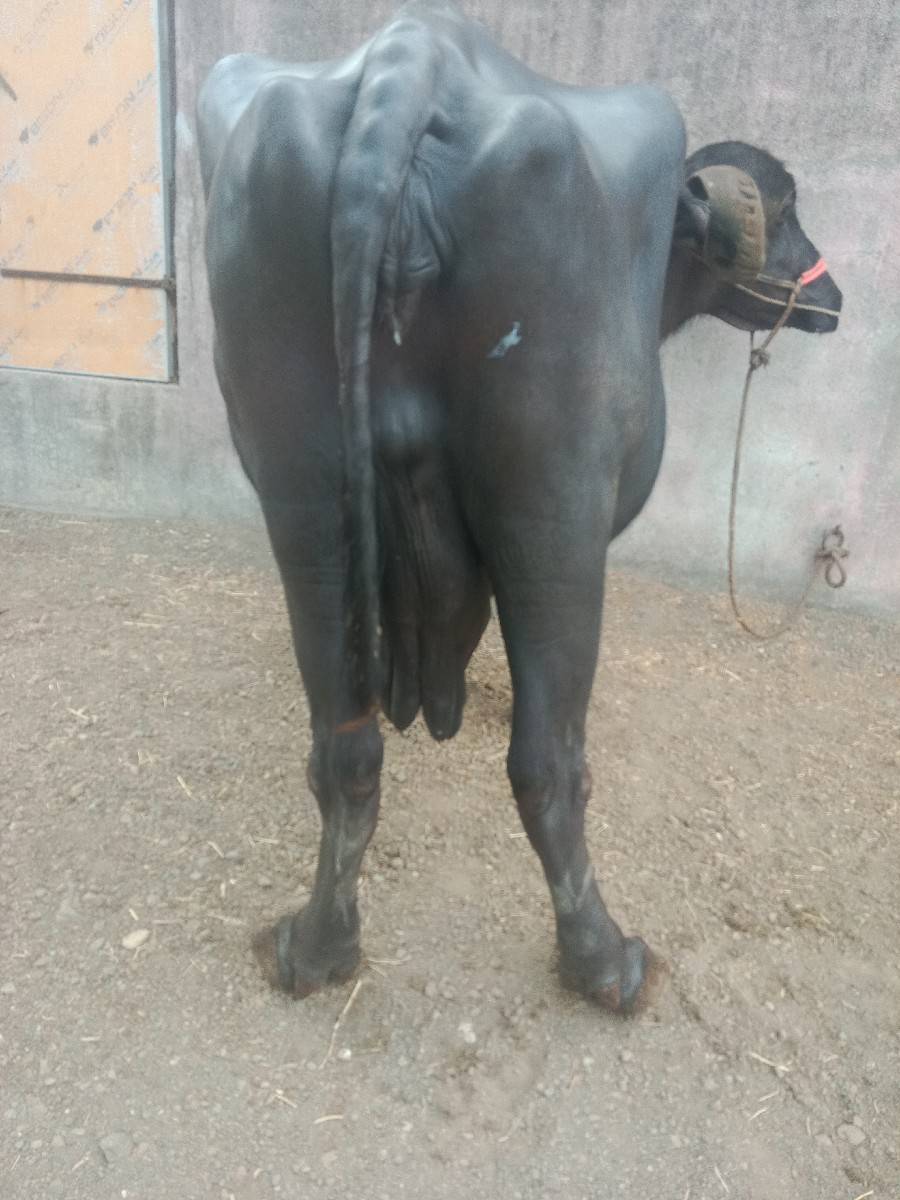 ભેંસ વેચવાની છે
