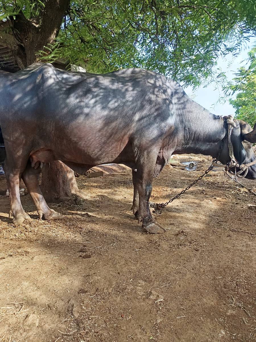 ભેંસ વેચવાની છે
