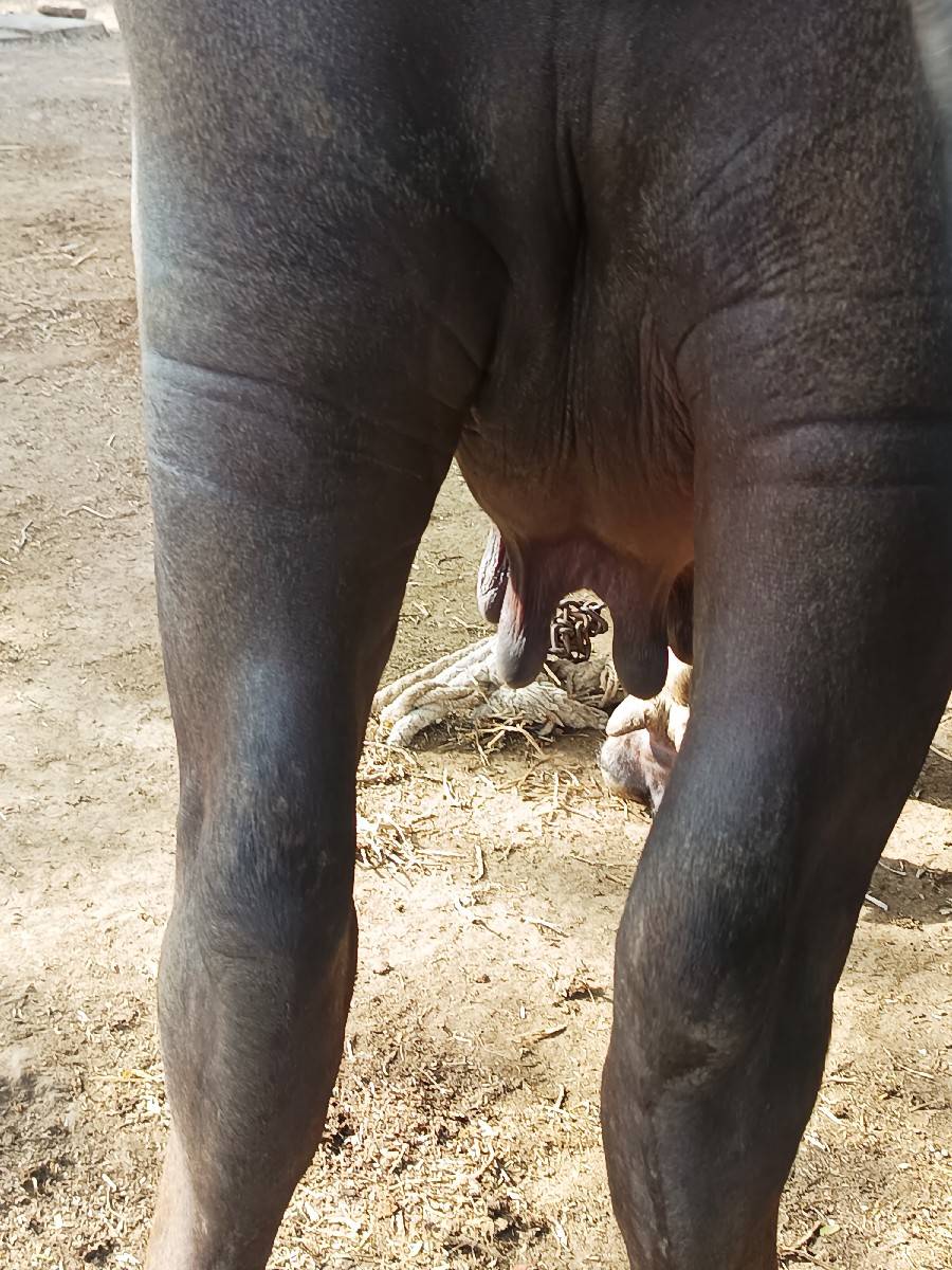 ભેંસ વેચવાની છે