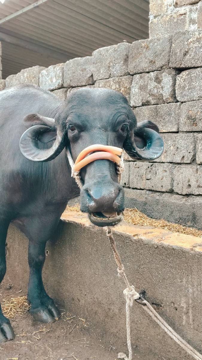 ખડેલી