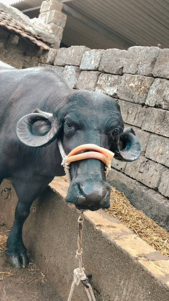 ખડેલી