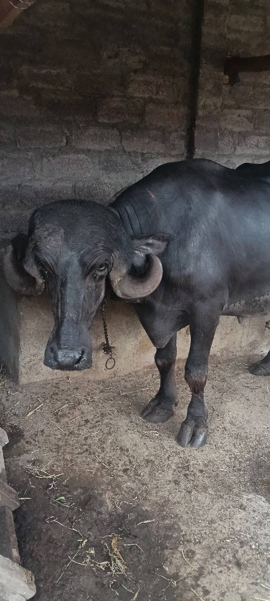 ભેંસ વેચવાની સે