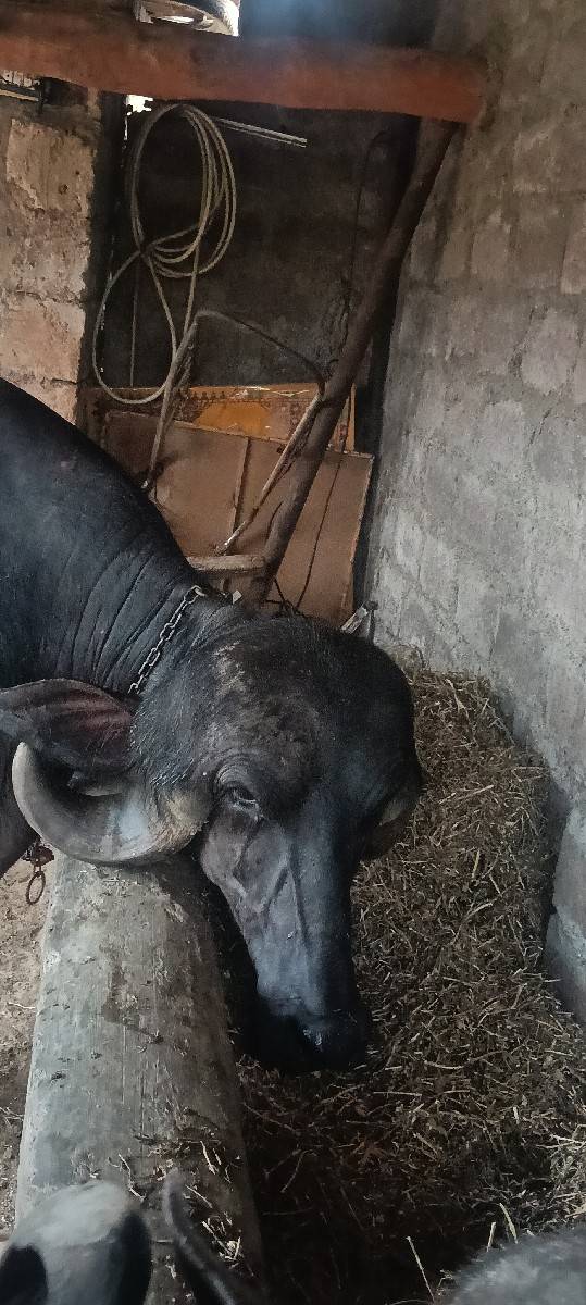 ભેંસ વેચવાની સે