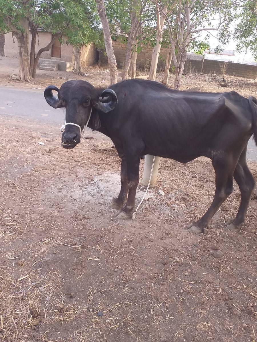 આખડેલી વેચવાની છે