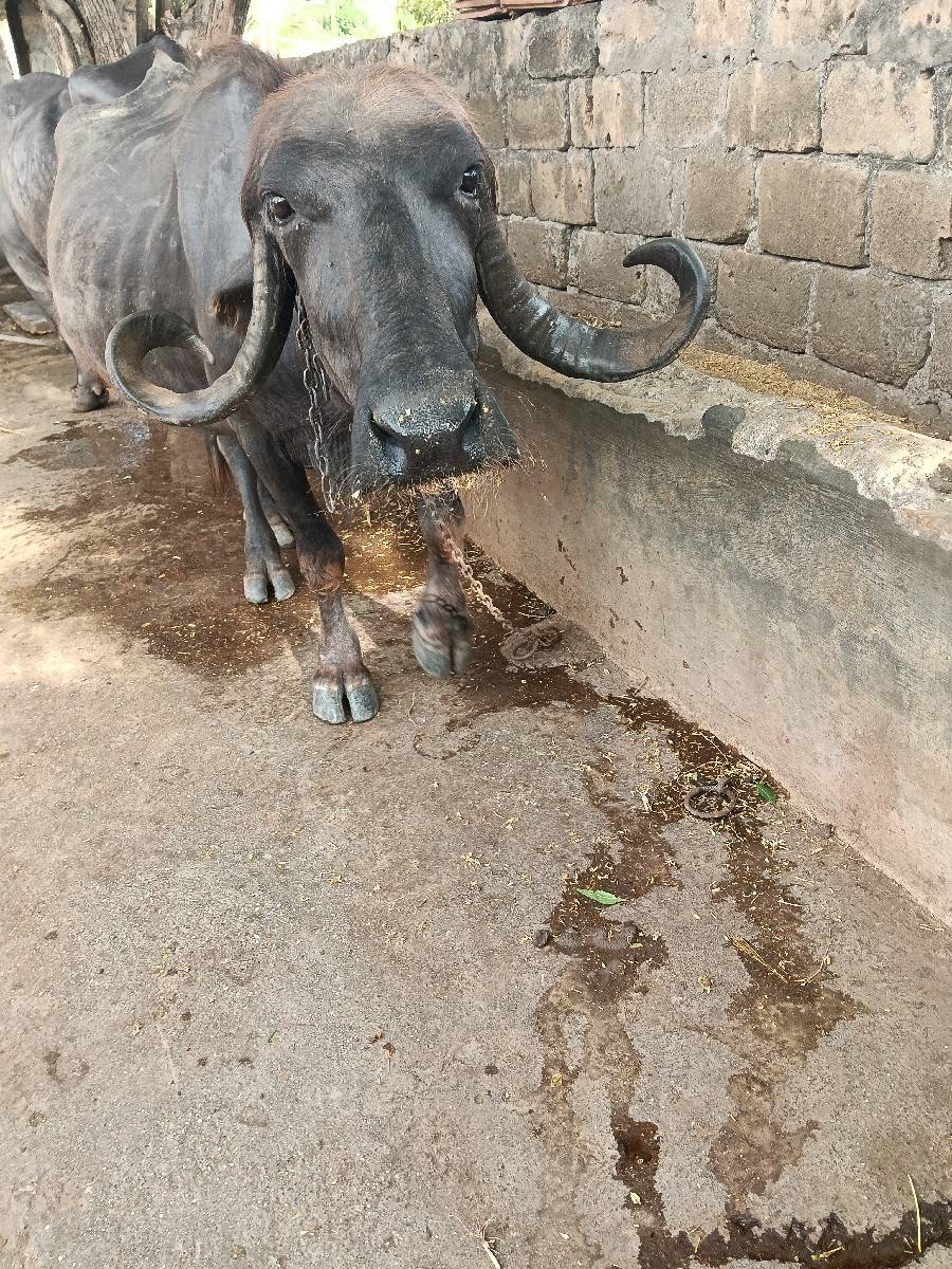 પેલું વેતર