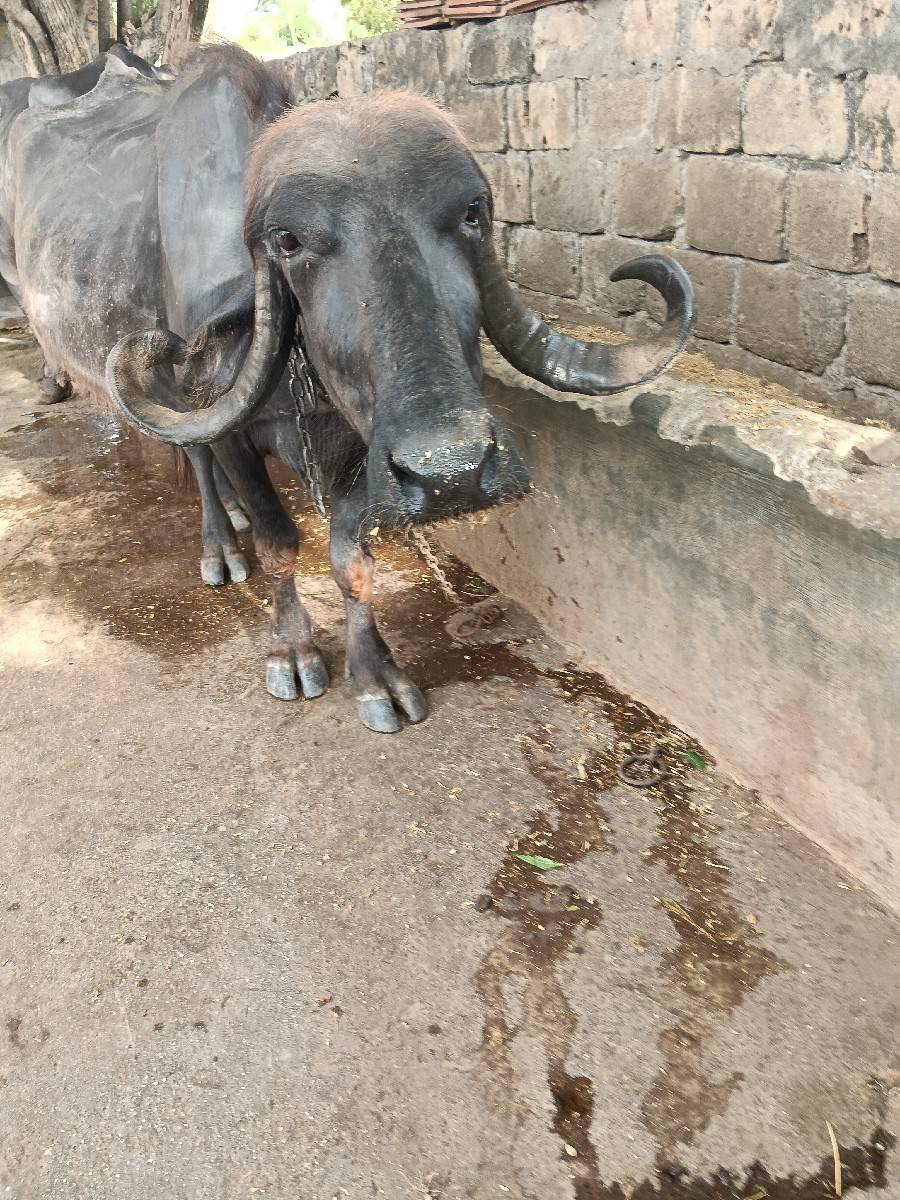 પેલું વેતર