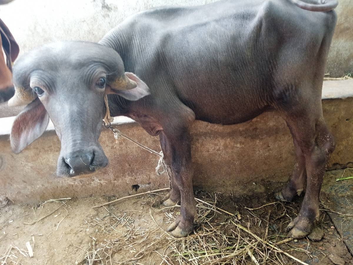 બે પાડા