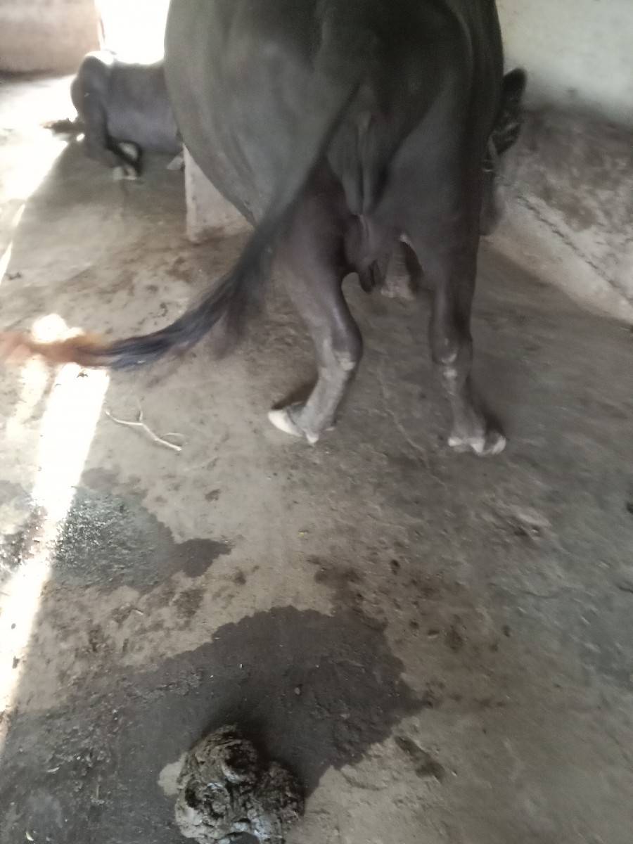 ભેંશ વેચવાની છે વેતર ૨