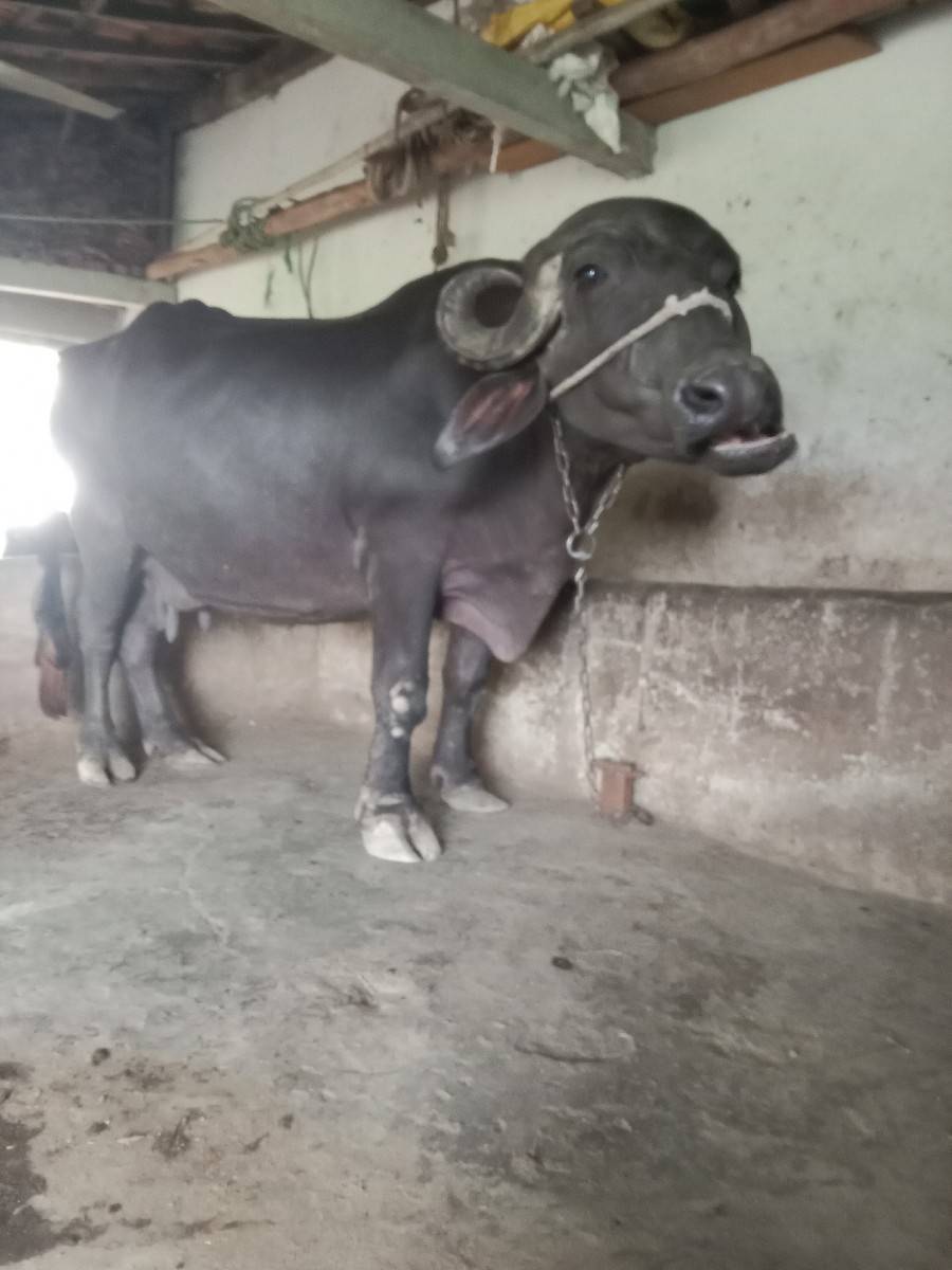 ભેંશ વેચવાની છે વેતર ૨