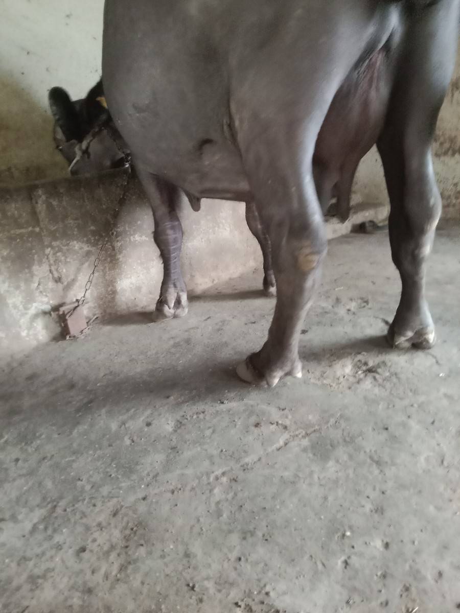 ભેંશ વેચવાની છે વેતર ૨