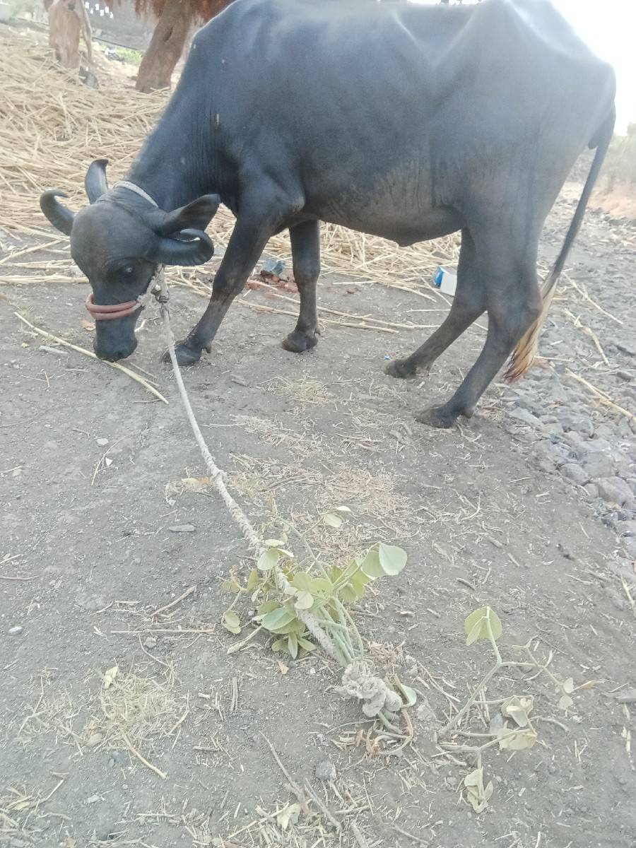 ભેંસ વેચવાની છે