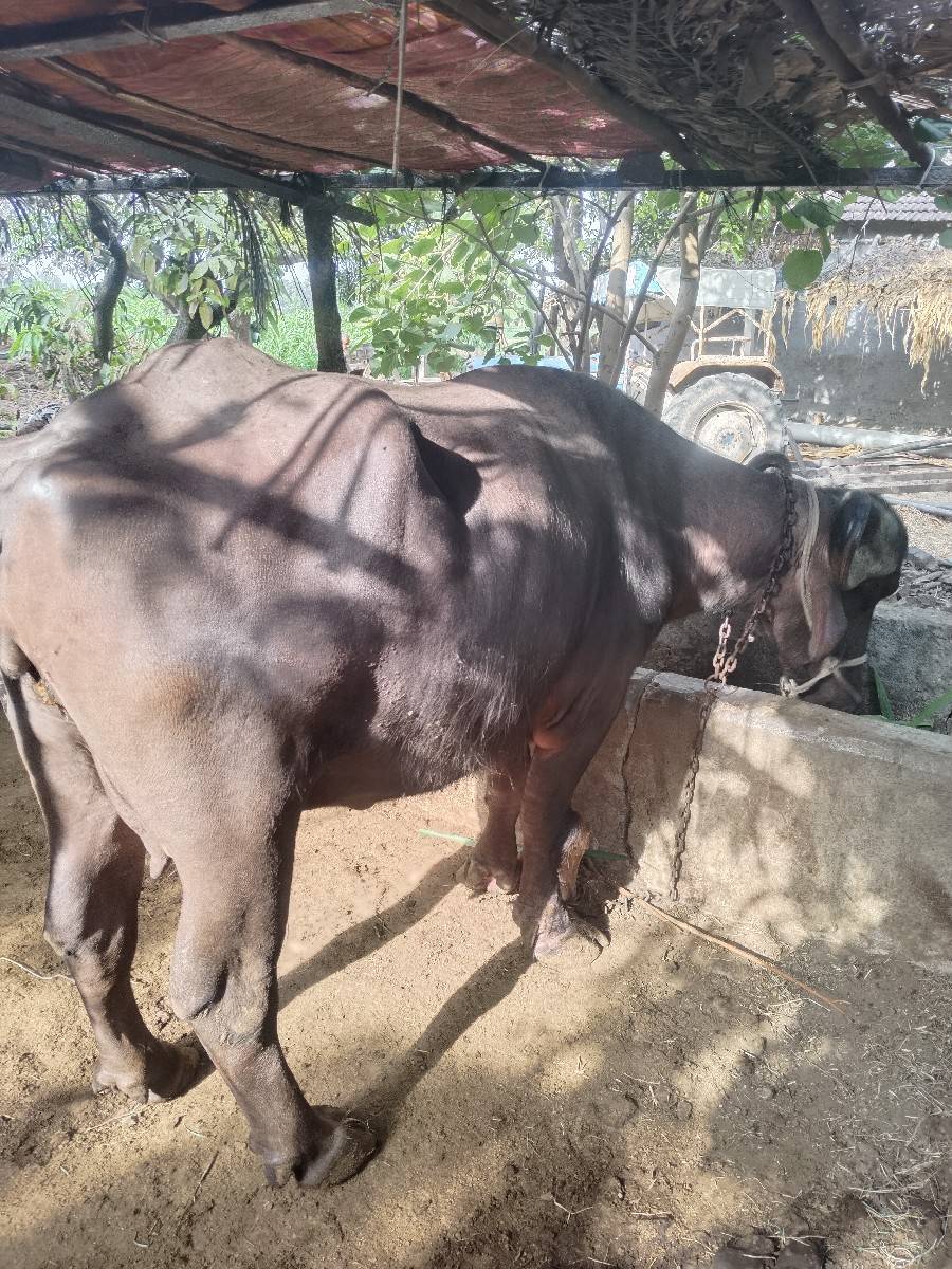ભેંસ વેસવાની છે