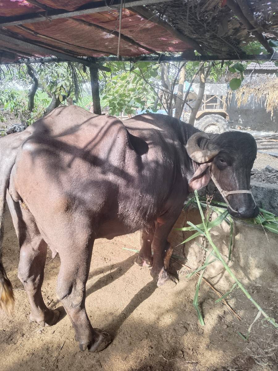 ભેંસ વેસવાની છે