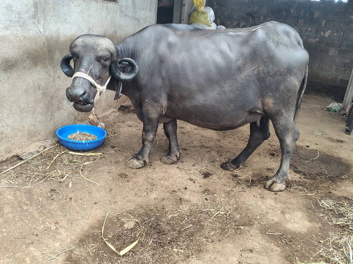 ખડેલી પેલું વેતર