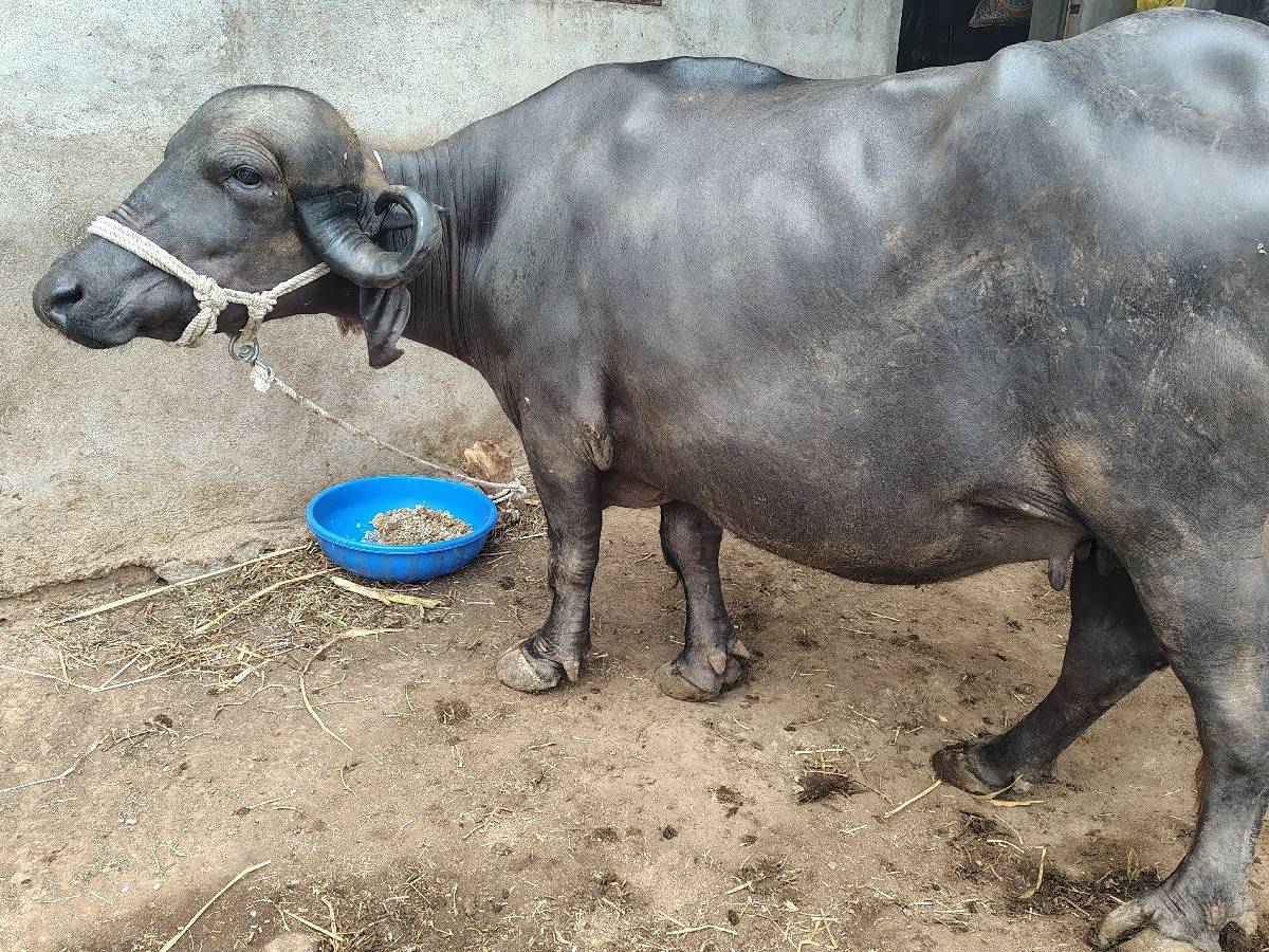 ખડેલી પેલું વેતર