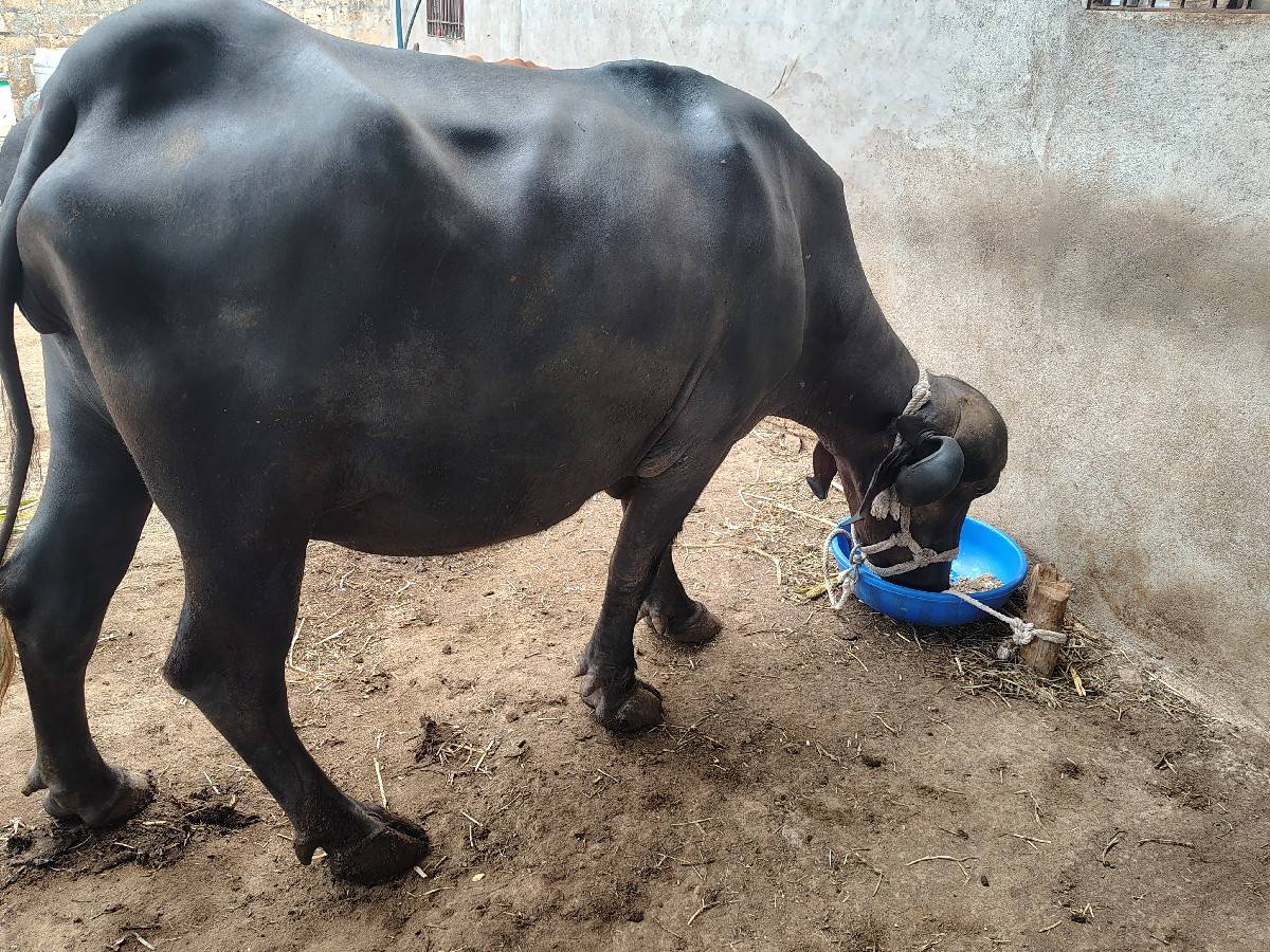 ખડેલી પેલું વેતર
