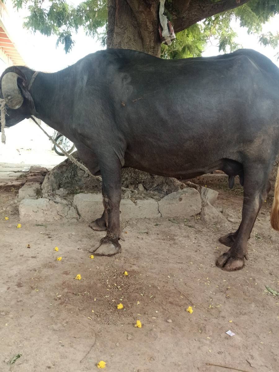 ભેંશ વેચવાની છે