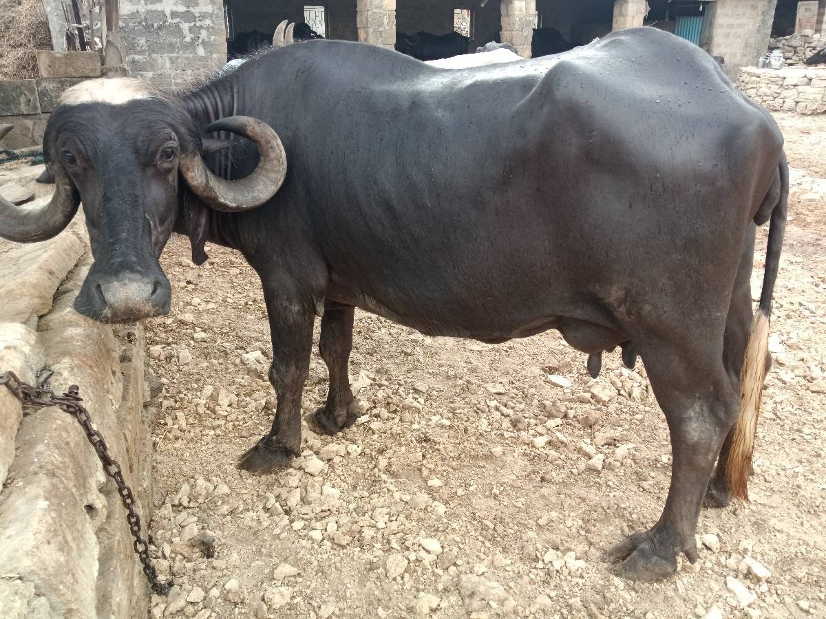 ભેંશ વેચવાની છે