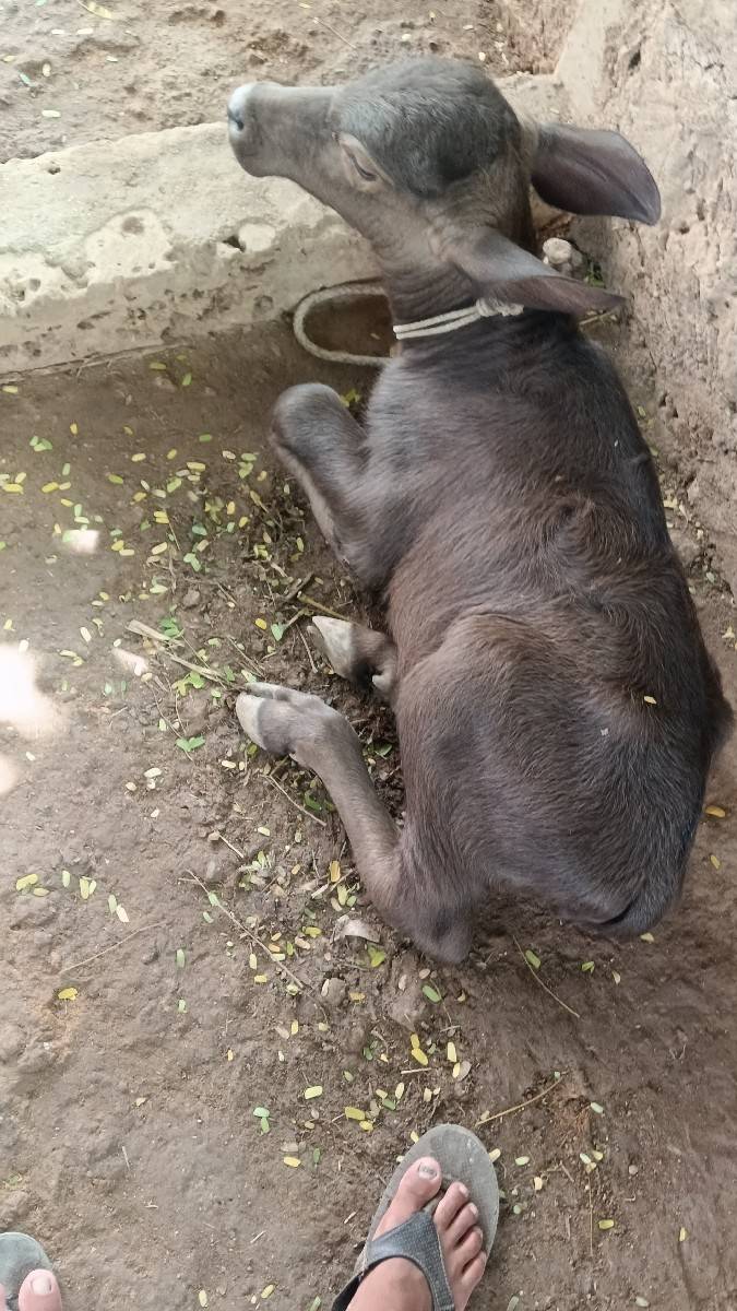 ભેંશ વેચવાની છે
