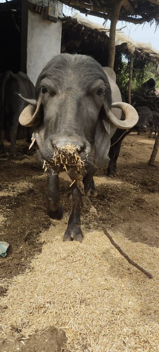વેસવાનીછે