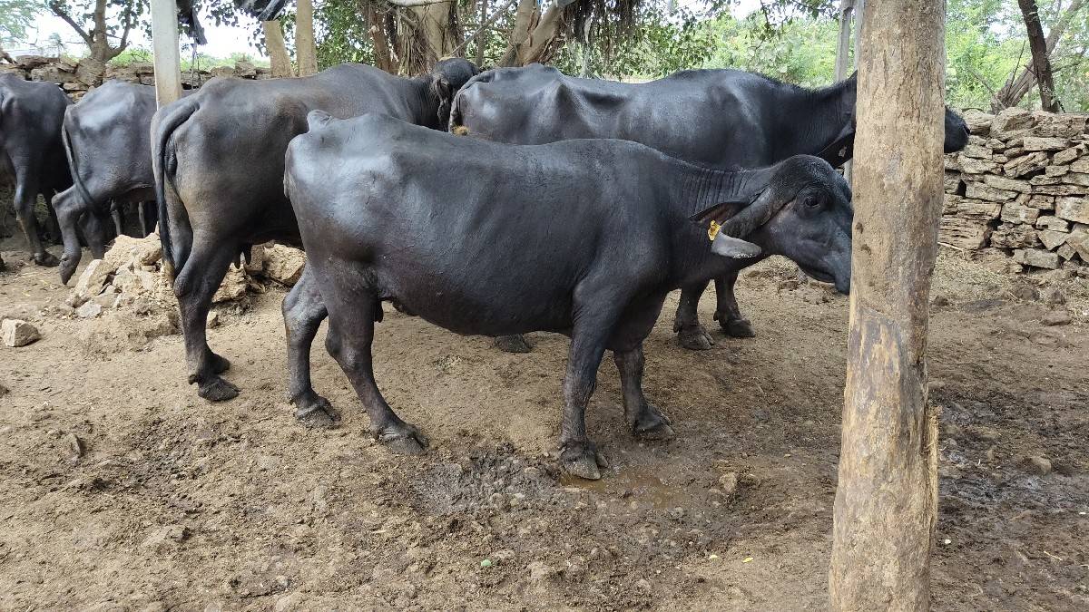 સાત મહિના ગાભણી