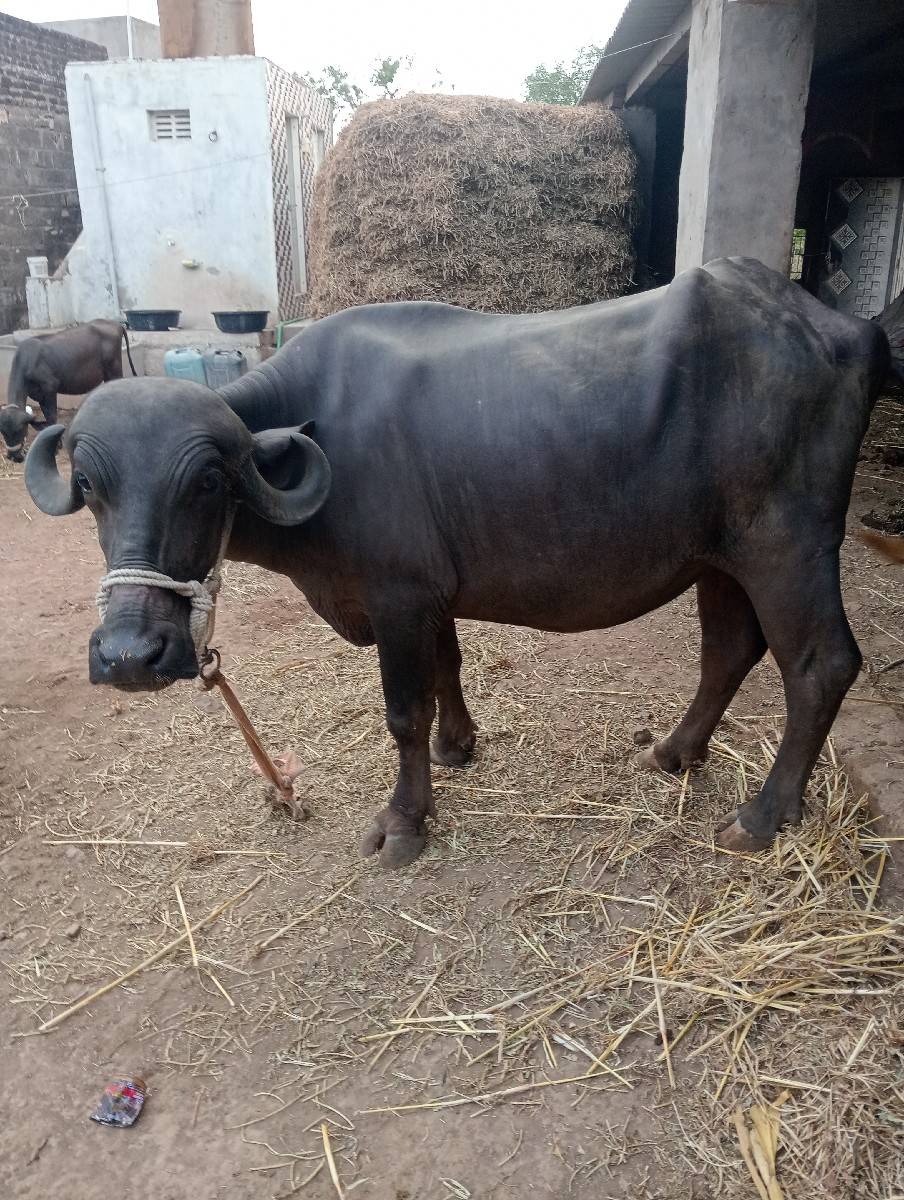 ખડેલી વેચવાની છે