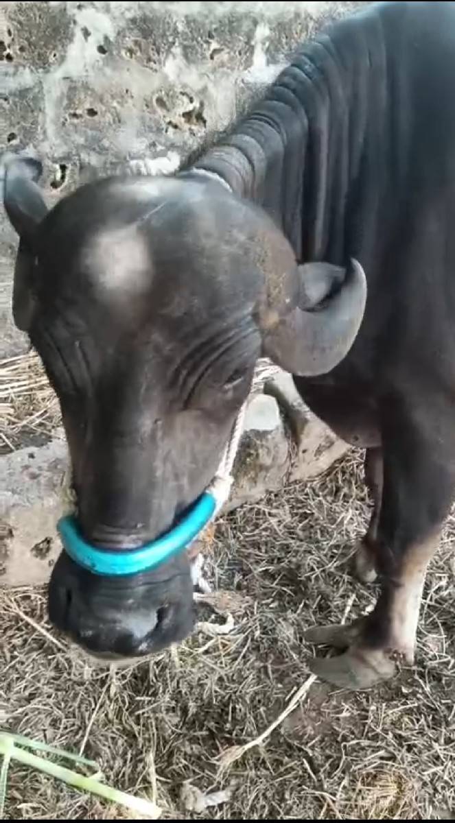 ભેસ વેસવાની છે